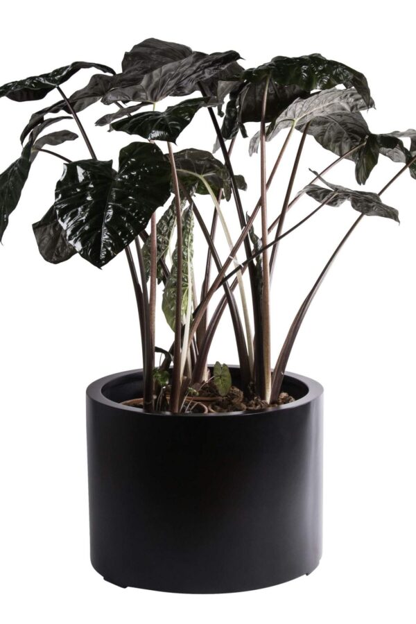 grote ronde bloempot