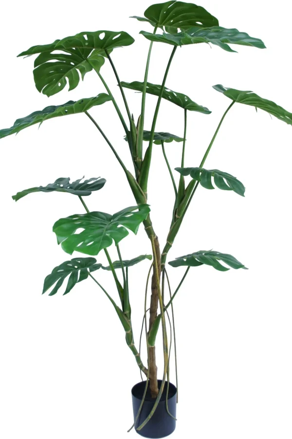 Monstera boom - H150 cm