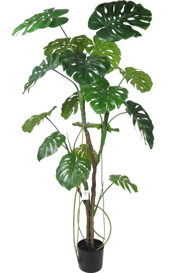 Monstera boom - H180 cm