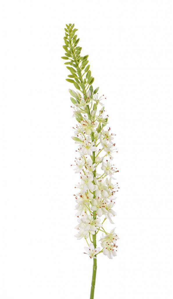 zijden eremurus