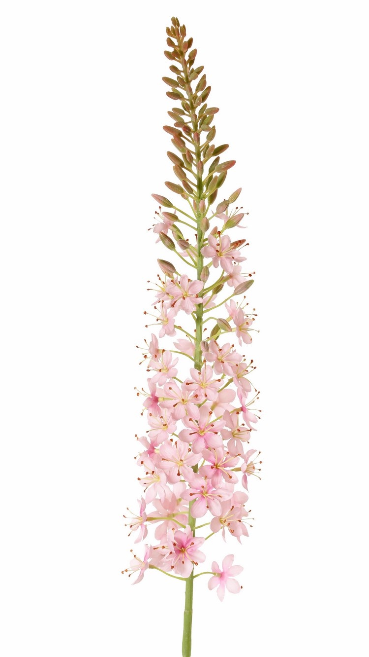 zijden eremurus