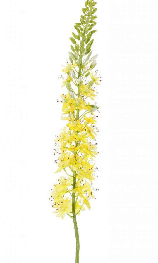 kunst eremurus