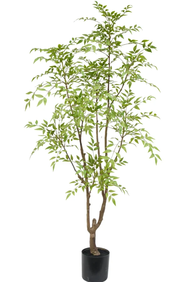 Nandina boom - H180 cm