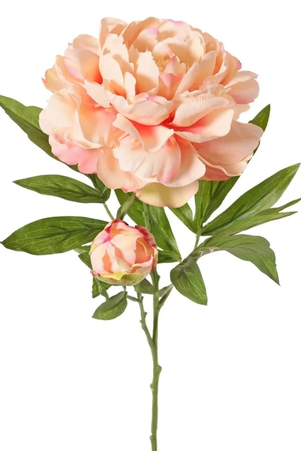 Pioenroos peach - H65 cm