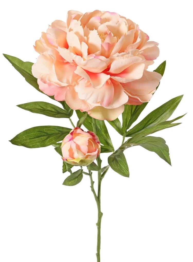 Pioenroos peach - H65 cm