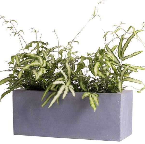 grote grijze rechthoekige plantenbak