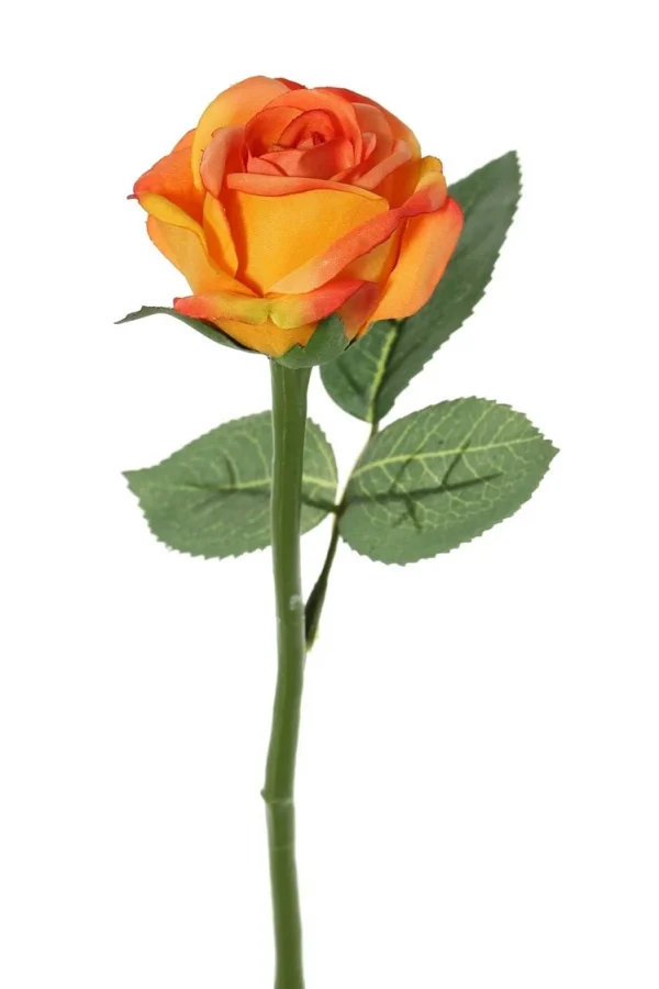 oranje roos