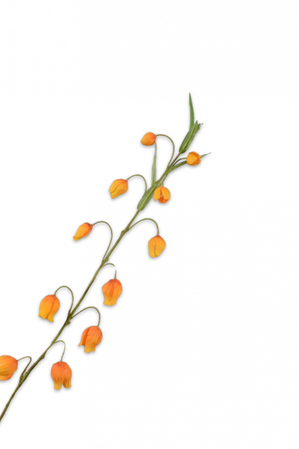 sandersonia kunst