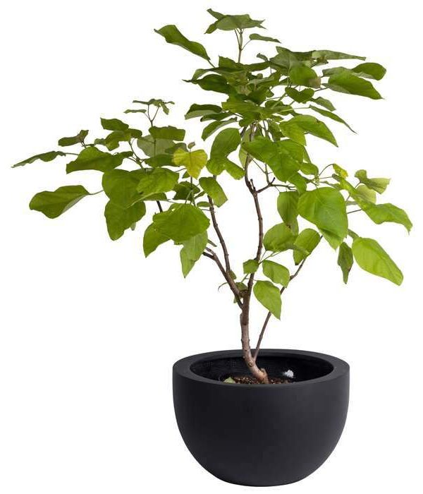 grote zwarte schaal