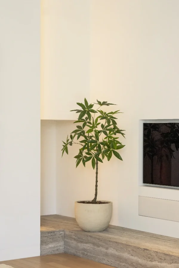 schefflera boom