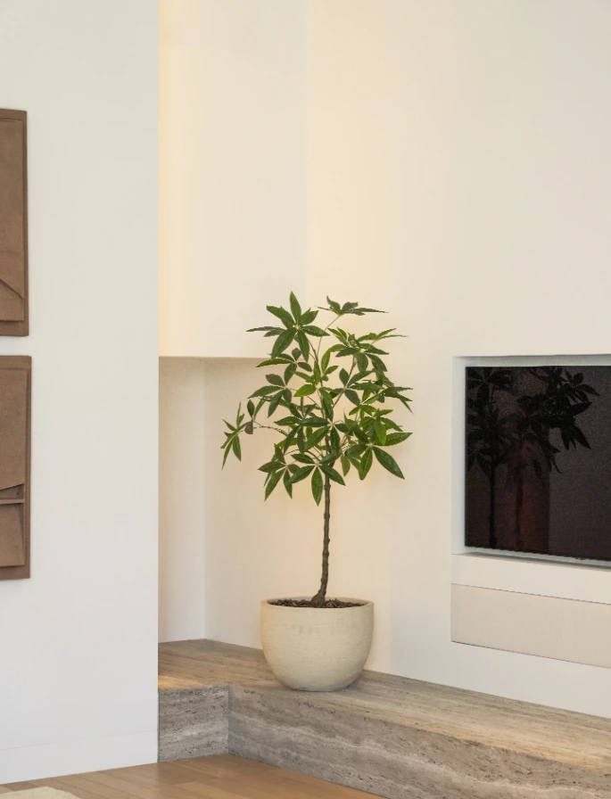 schefflera boom