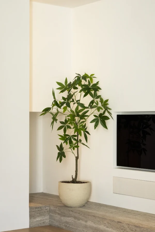 schefflera plant