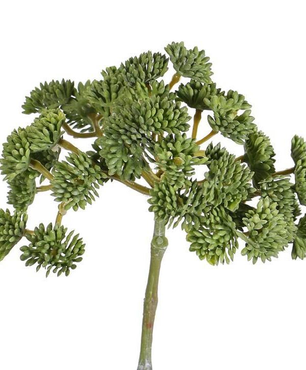 kunst sedum