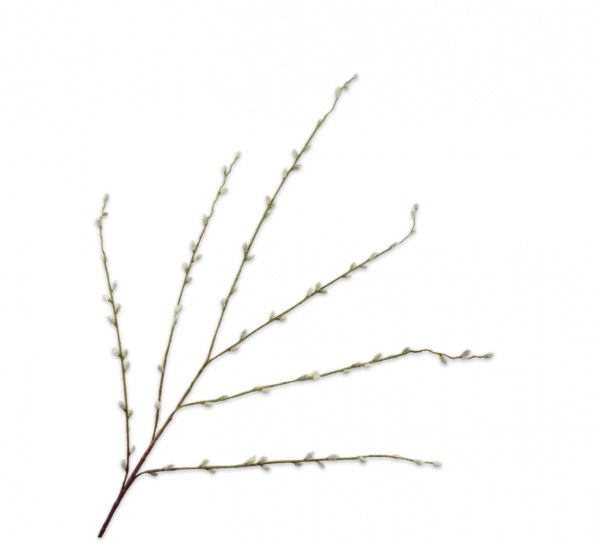 katjestak silk-ka