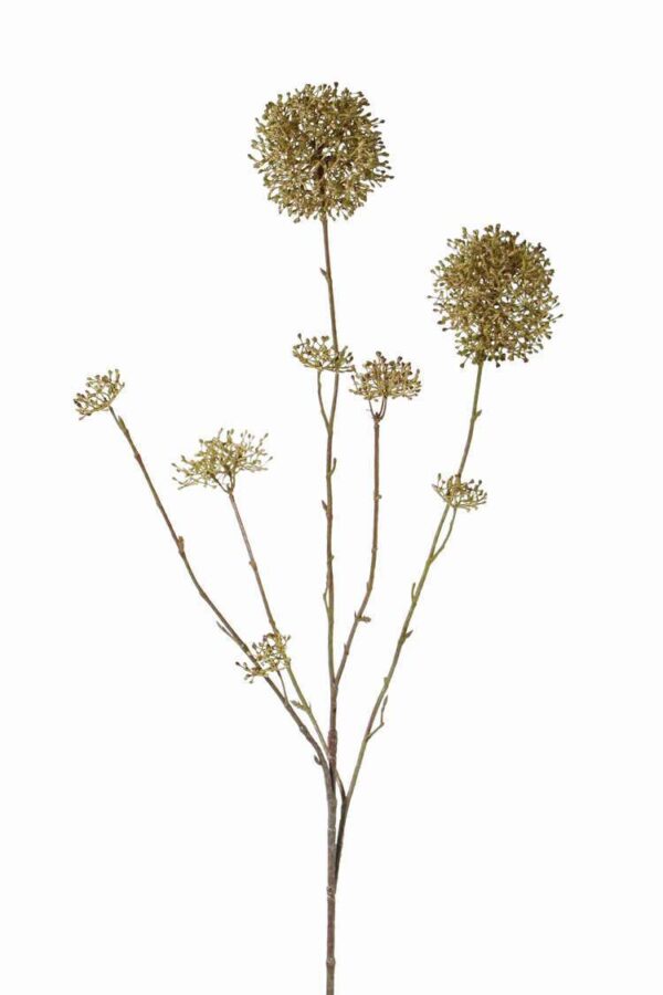 kunst skimmia