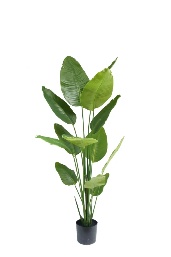 Strelitzia - H180 cm