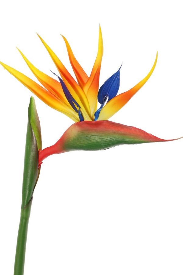 strelitzia bloem kunst