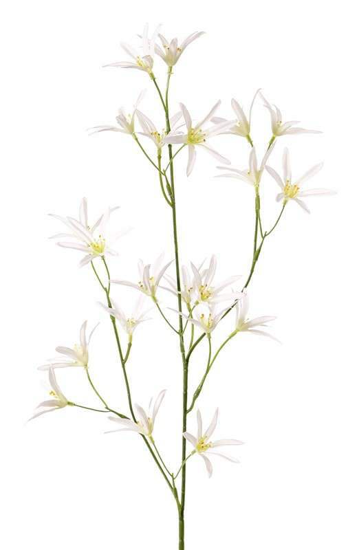 Tweedia wit 73 cm